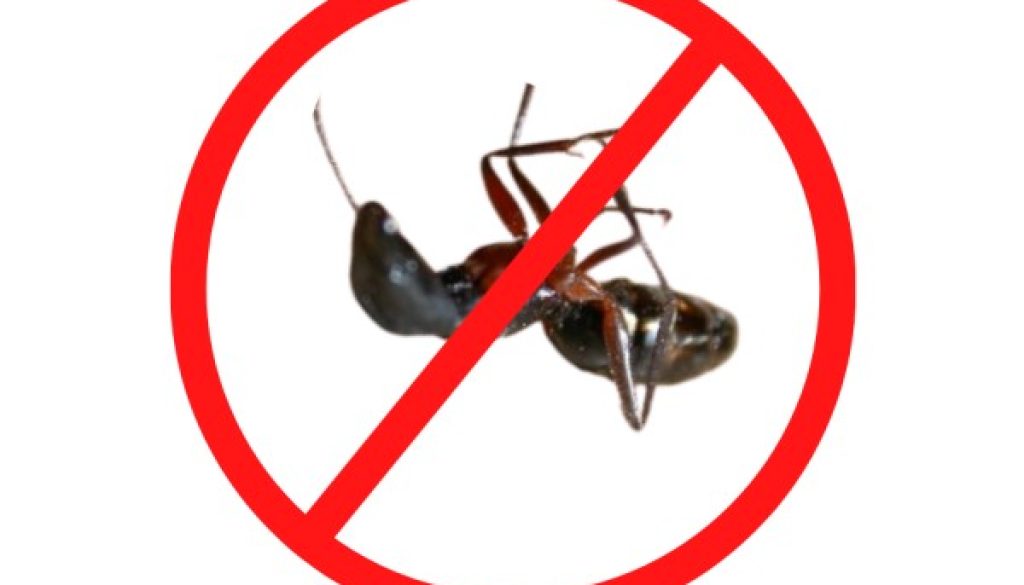 Ant pest control Service