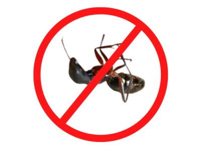 Ant pest control Service