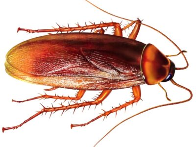 The most common cockroach in houses and restaurants are found in kitchen platforms, kitchen cabinets, trolleys, where food is prepared or stored.