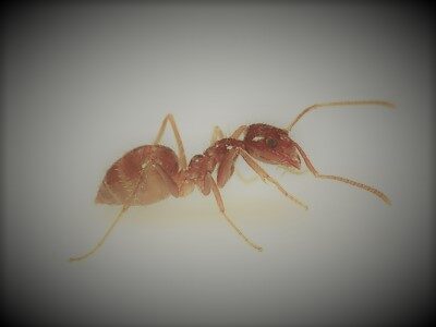 Identification of the type of ant in your house is important as they are of different types and need specific baits. A pest control professional can help you get rid of ants.