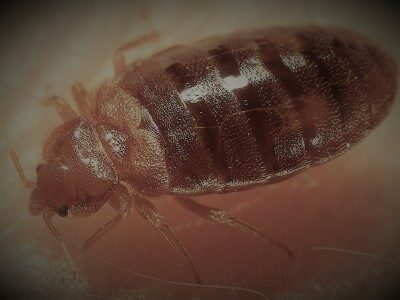 Bedbug Treatment