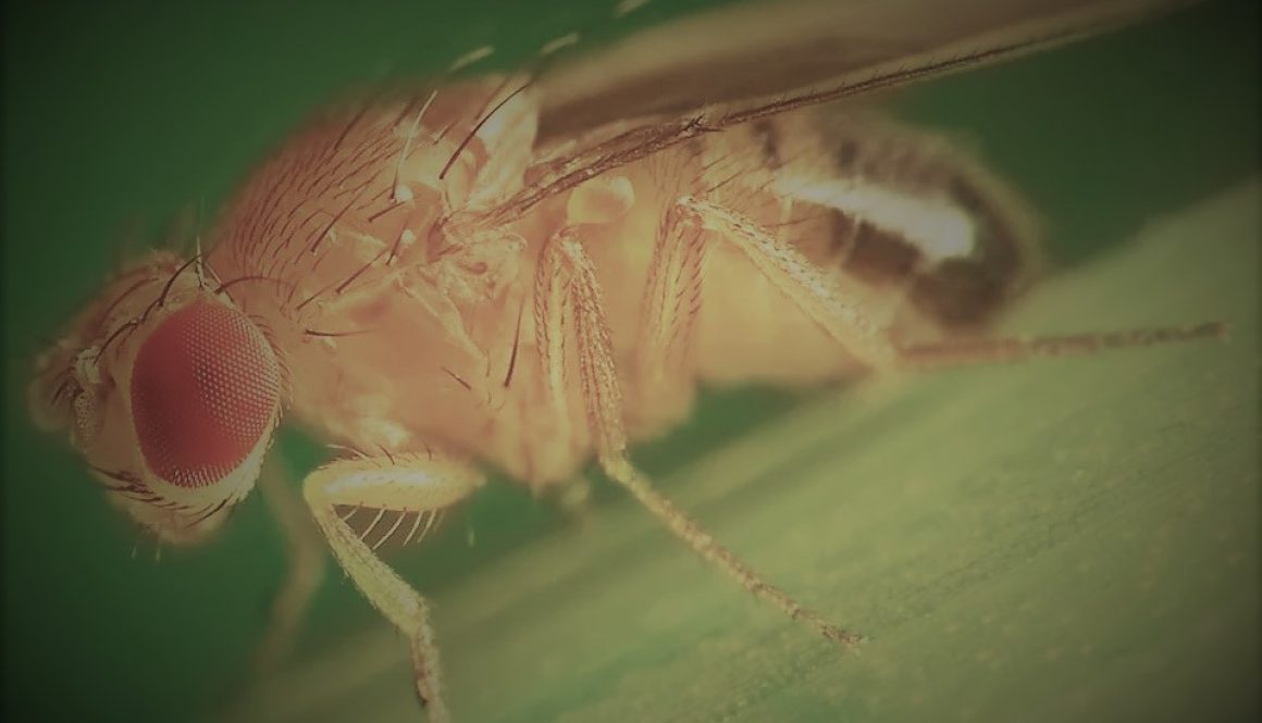 Get rid of fruit flies