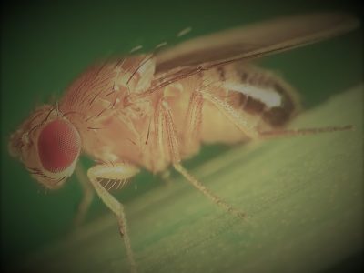 Get rid of fruit flies