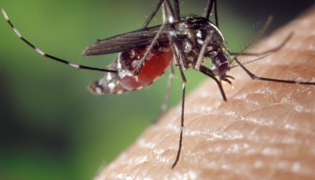 Mosquito pest control