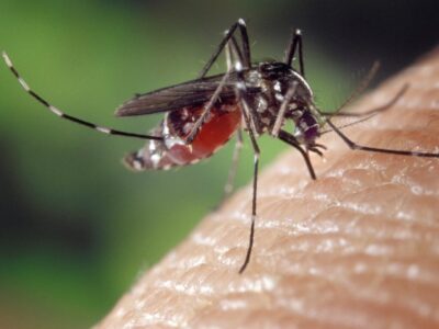 Mosquito pest control