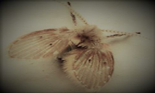 Moth flies